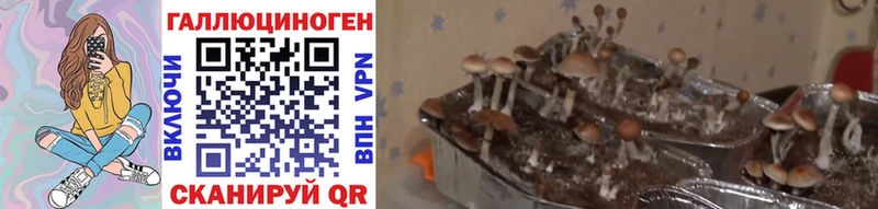 OMG tor  Черемхово  Псилоцибиновые грибы MAGIC MUSHROOMS 